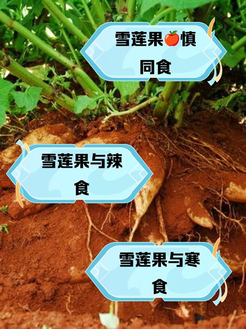 痛风患者可以吃雪莲果吗