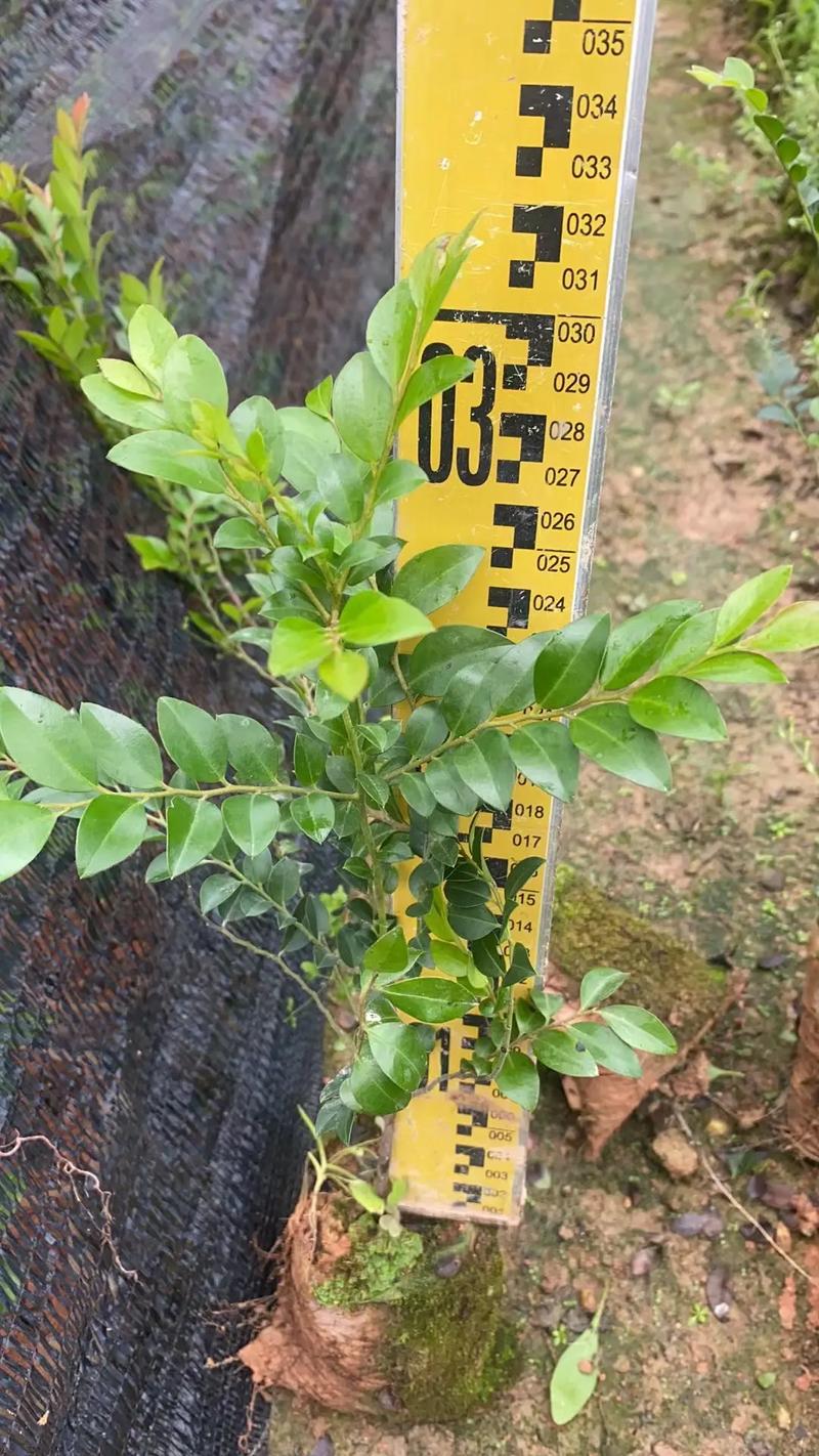 黑骨藤茶能缓解痛风吗