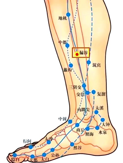 双腿无力可以针灸哪里