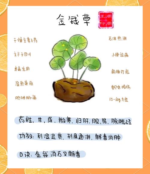 金钱草对痛风有作用吗