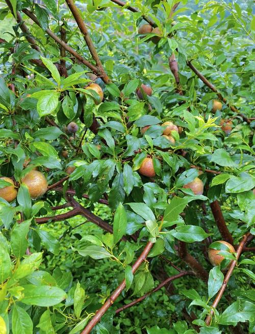 痛风能吃三华李果王吗