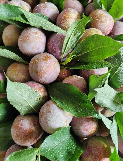 痛风能吃三华李果王吗