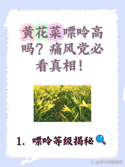 鲜黄花菜痛风可以吃吗