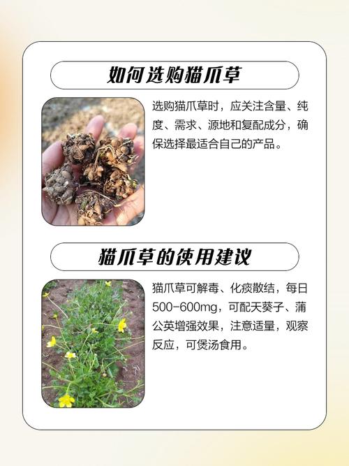 用猫须草如何治疗痛风