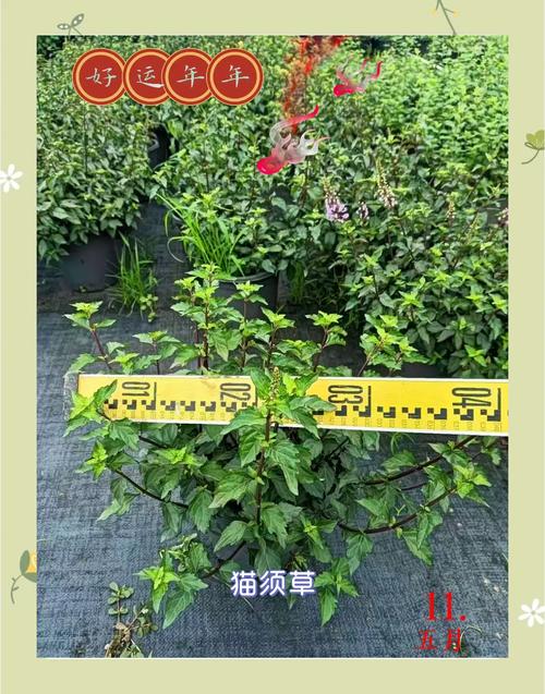 用猫须草如何治疗痛风