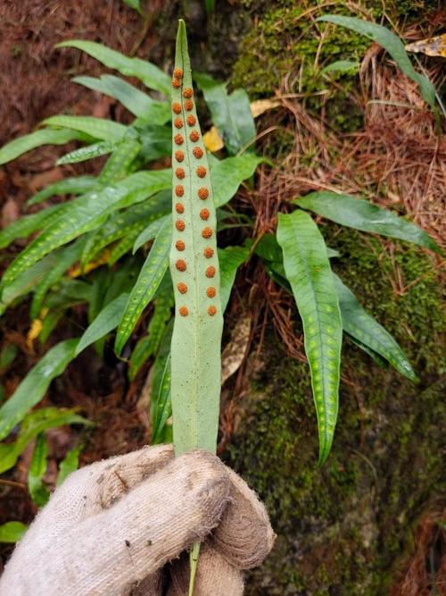 用猫须草如何治疗痛风