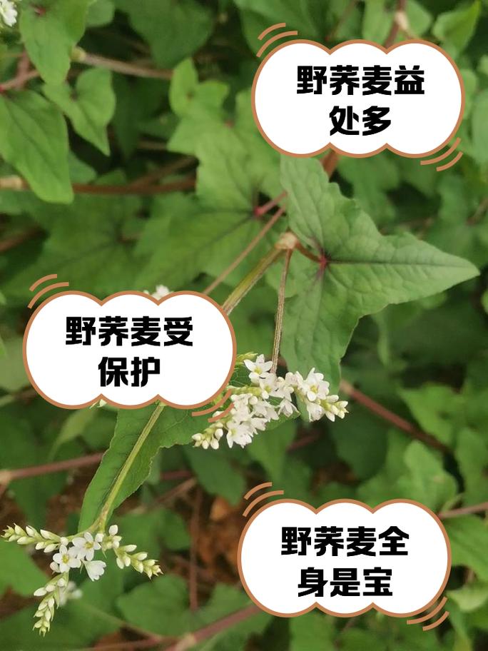 痛风病人能不能吃荞麦