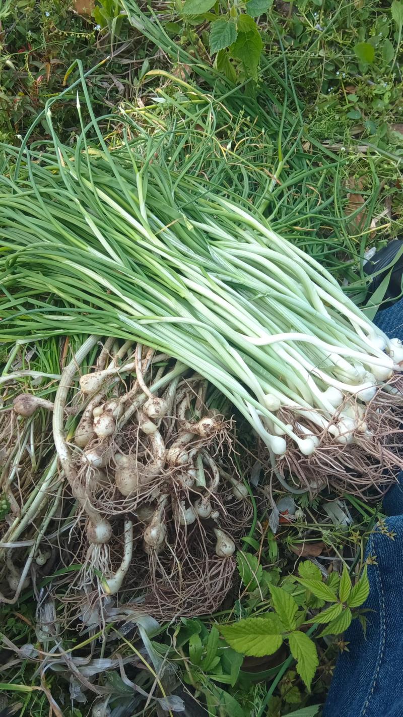 痛风病人可以吃野葱吗