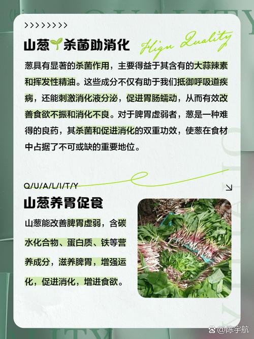 痛风病人可以吃野葱吗