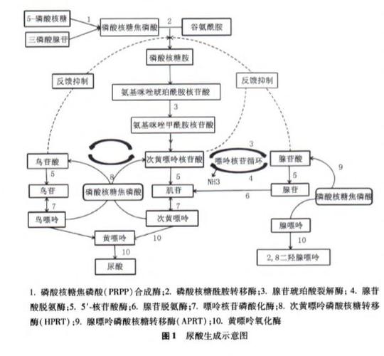 痛风性关节炎发病机制