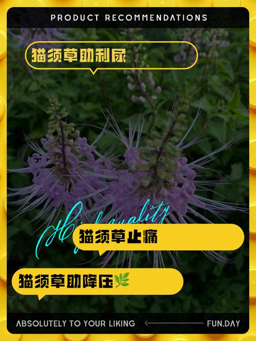 猫须草配什么治疗痛风