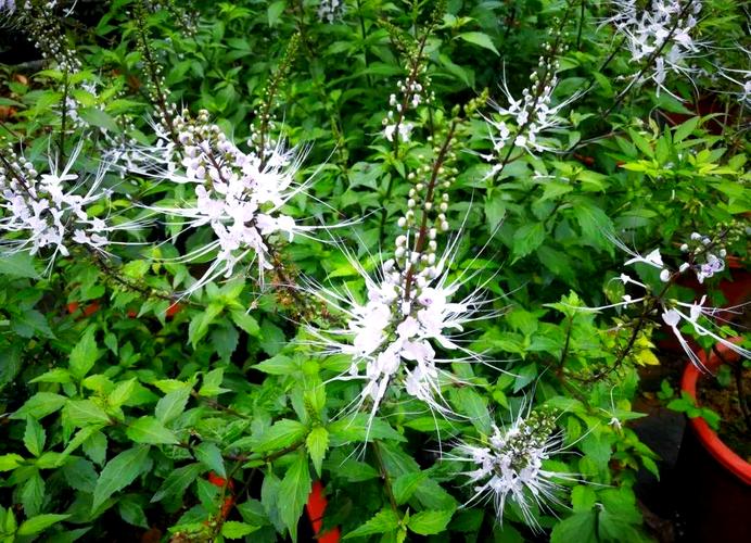 猫须草配什么治疗痛风