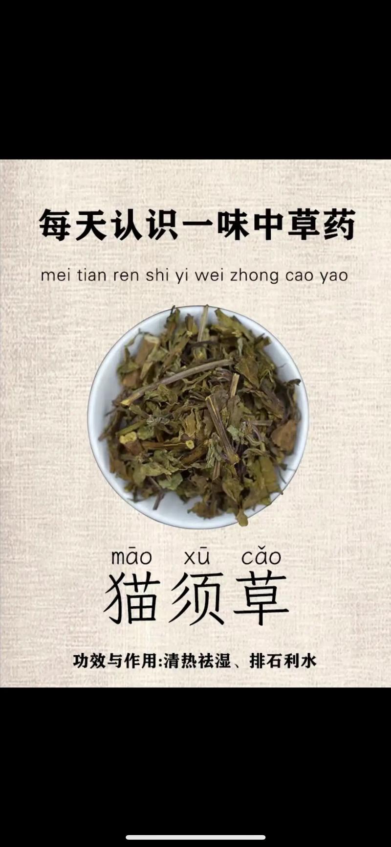 猫须草配什么治疗痛风