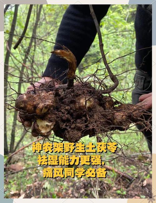 土茯苓葛根能治痛风吗