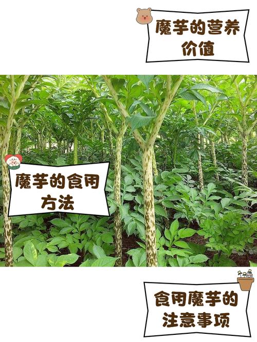 痛风病人可以吃魔芋吗