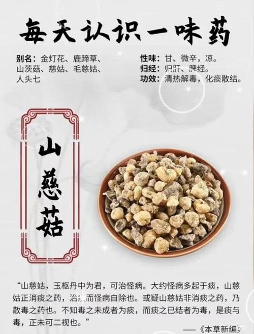 山姑娘对痛风有功效吗