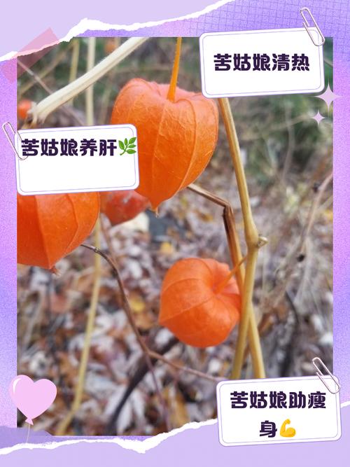 山姑娘对痛风有功效吗