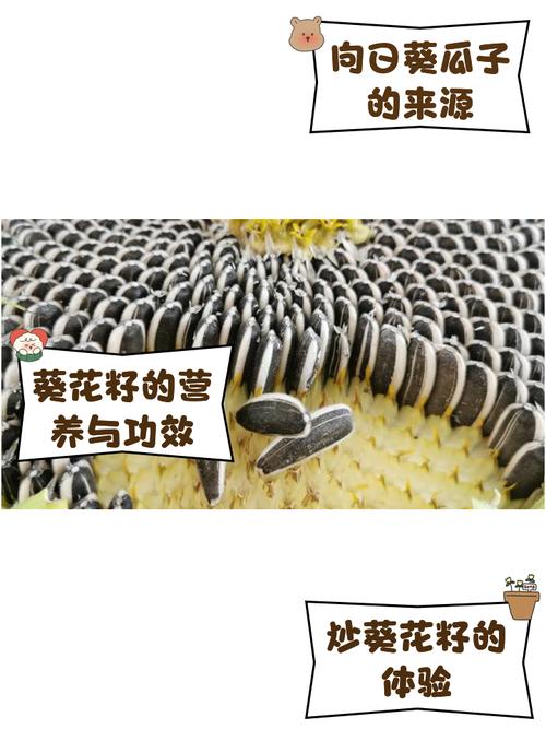 痛风可以吃葵花瓜子吗