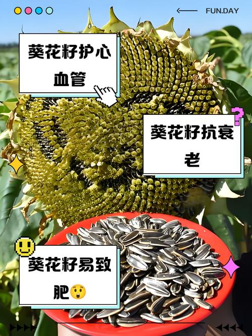 痛风可以吃葵花瓜子吗