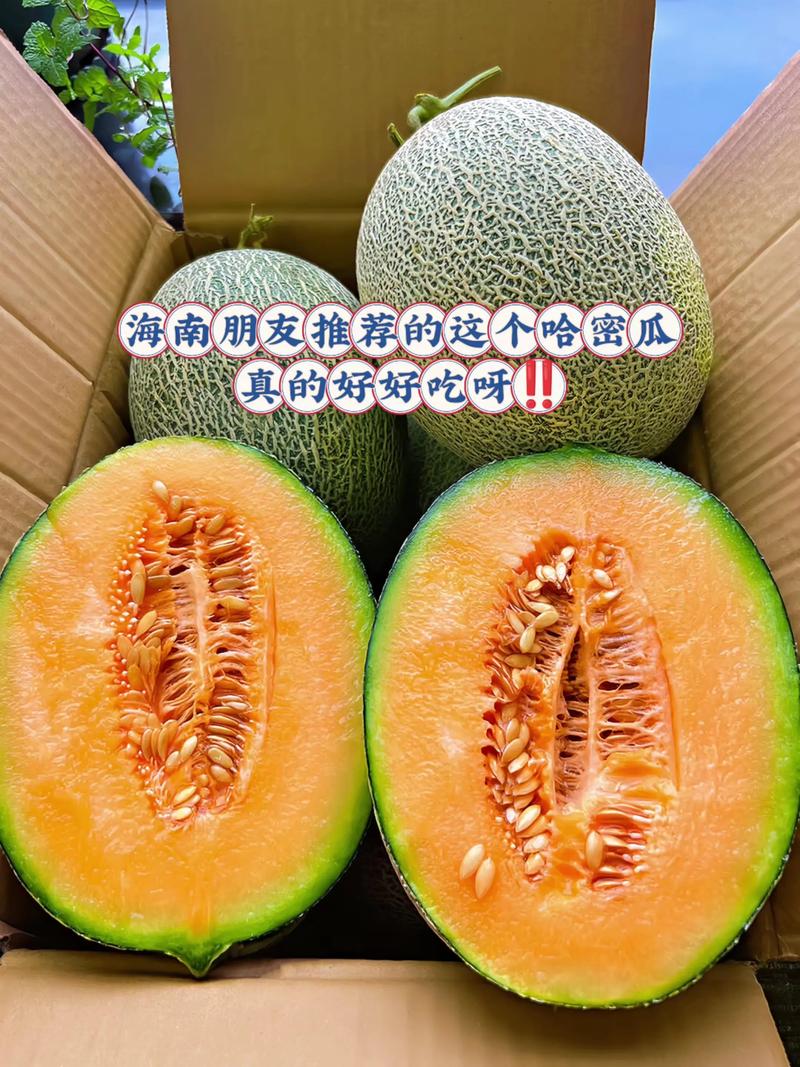 痛风患者能吃哈密瓜吗