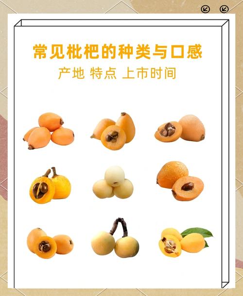 痛风病人可以吃枇杷吗