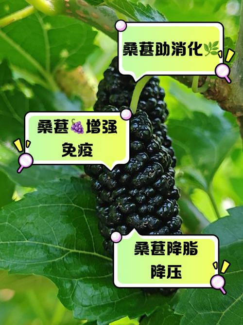 痛风病人可以吃桑葚吗