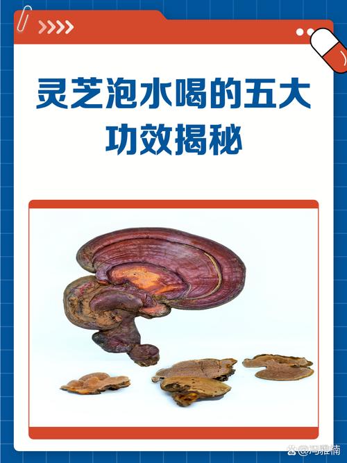 痛风的人能喝灵芝水吗