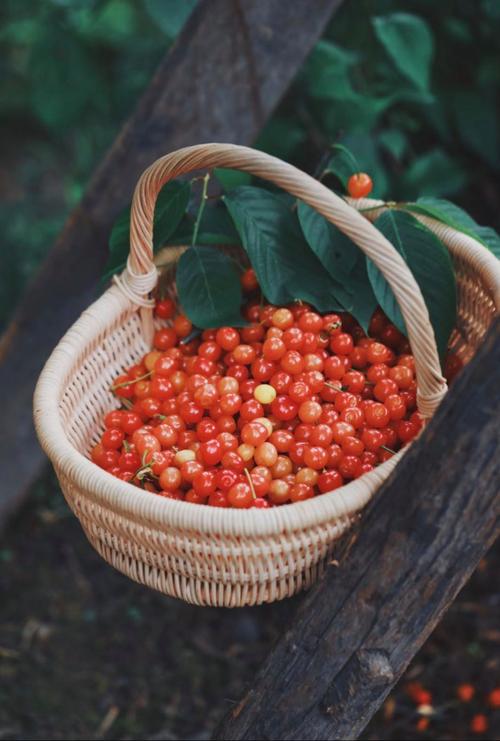 痛风病人能吃红樱桃吗