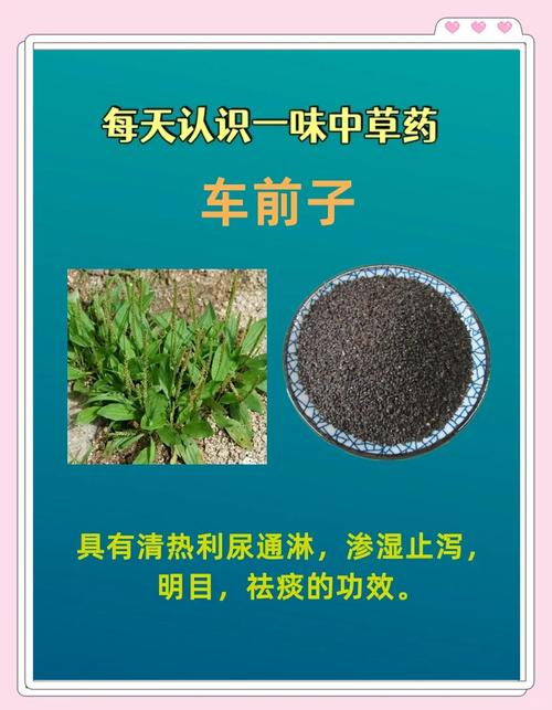 车前子治疗痛风科学吗