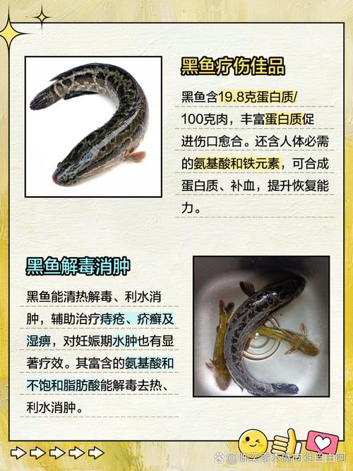 黑鱼痛风病人可以吃吗