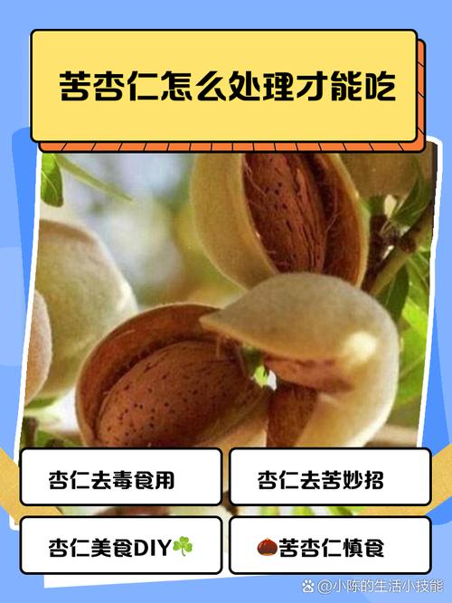 苦杏仁怎么去毒安全食用