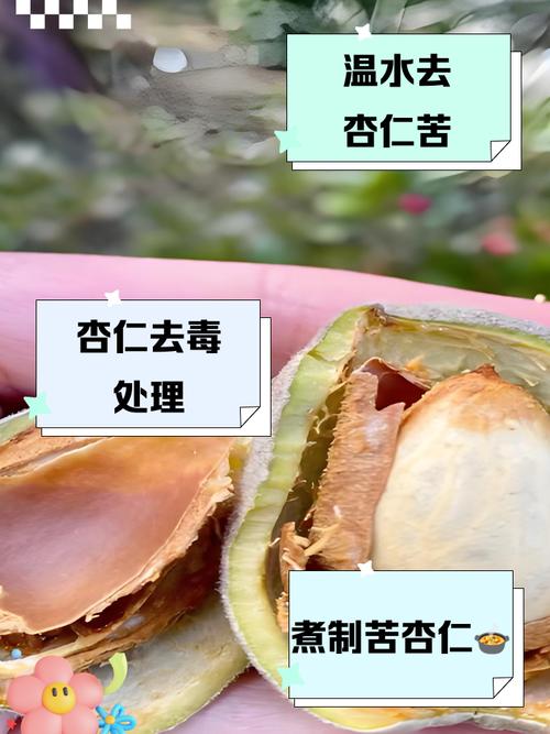 苦杏仁怎么去毒安全食用