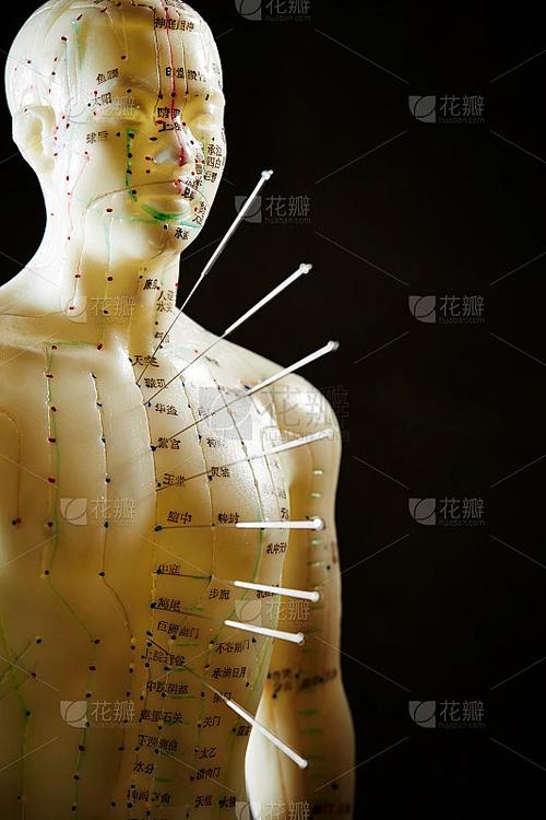 电动语言十四针灸模型