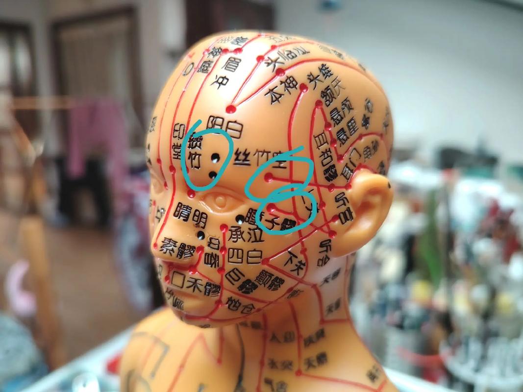 电动语言十四针灸模型