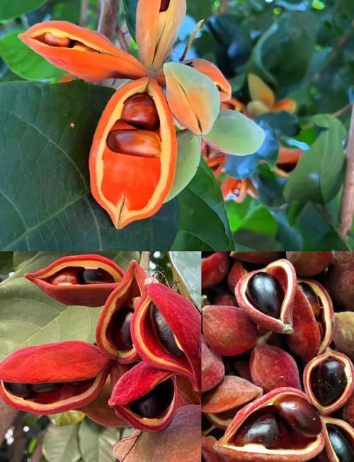 痛风脚肿吃什么水果好