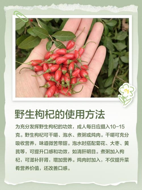 吃枸杞对痛风有好处吗