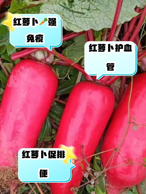 东北红萝卜真能治痛风