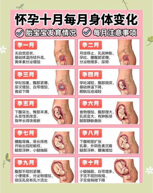 怀孕几个月是最安全的