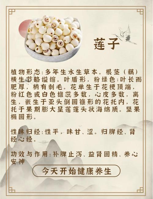 痛风的人可以吃莲子吗