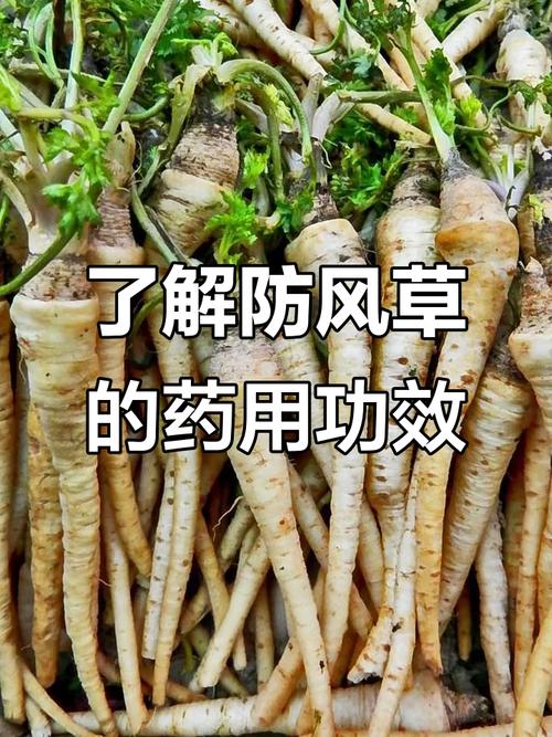 用什么草可以治疗痛风