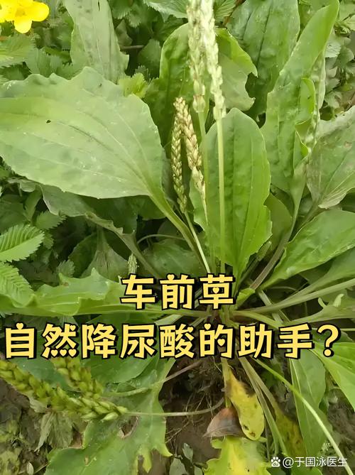用什么草可以治疗痛风