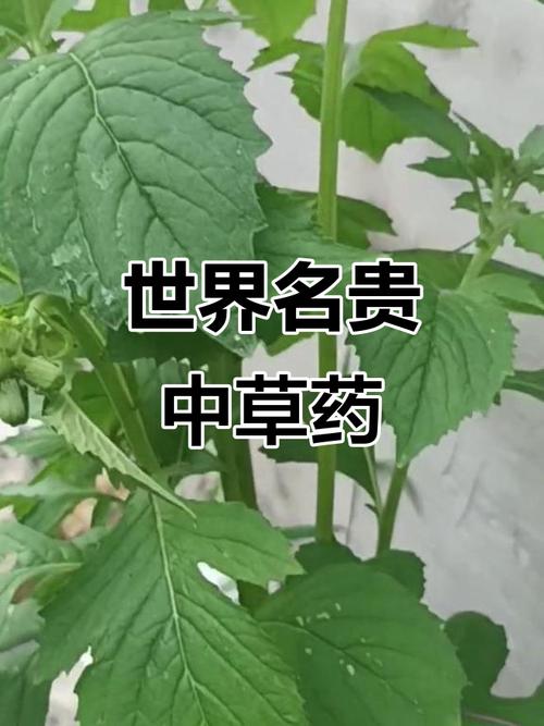 可以治疗痛风的中草药