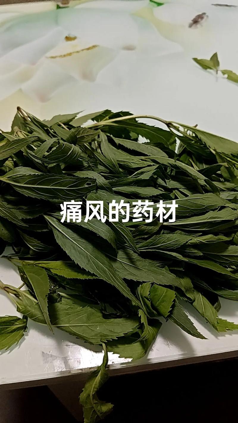 可以治疗痛风的中草药