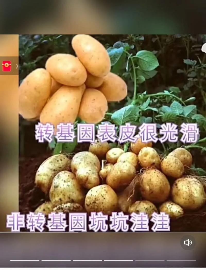 转基因食品是不安全的