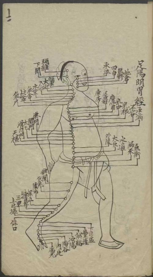 草木医学的木六针灸图