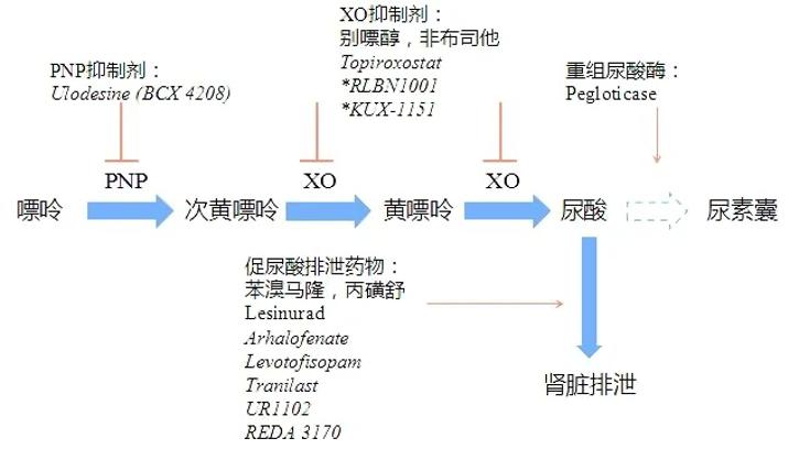别嘌醇治疗痛风的机制