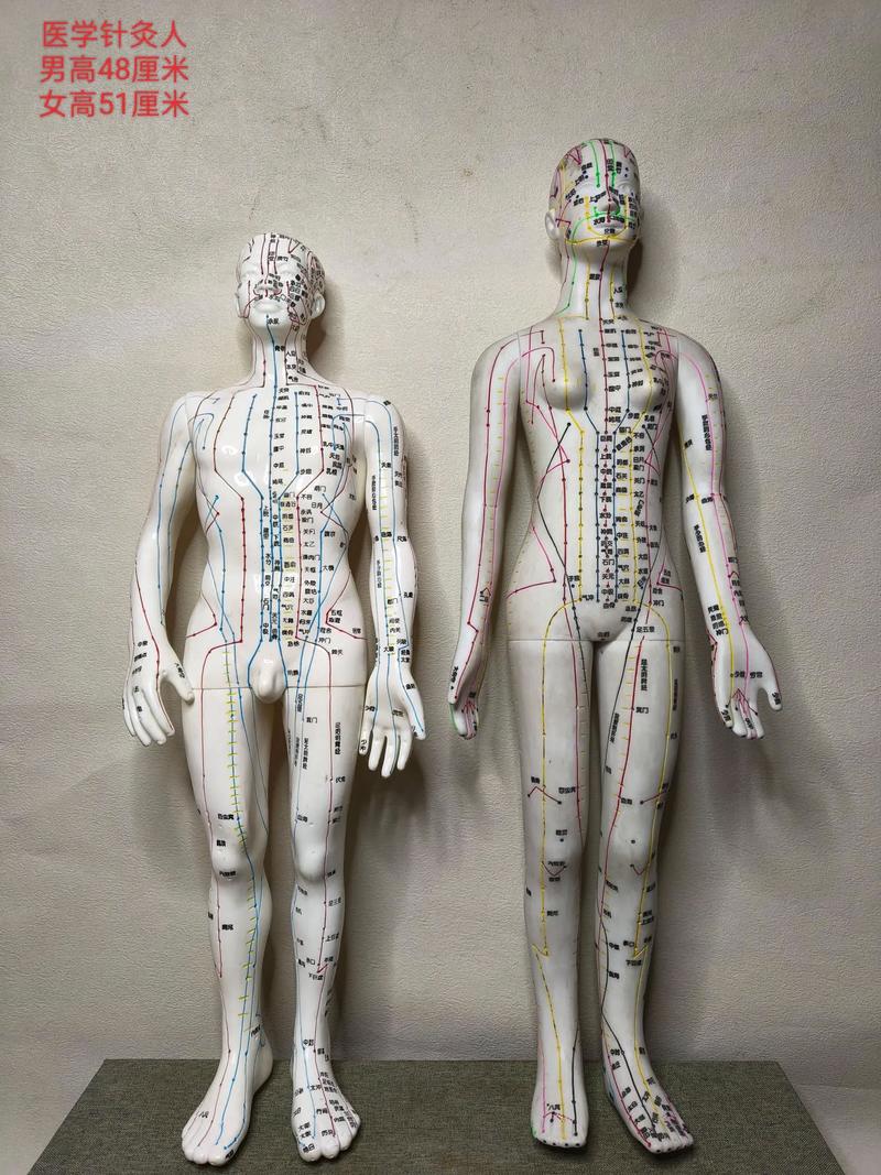 学针灸用那种人体模型