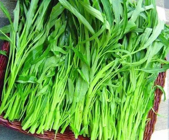 痛风患者能吃空心菜吗