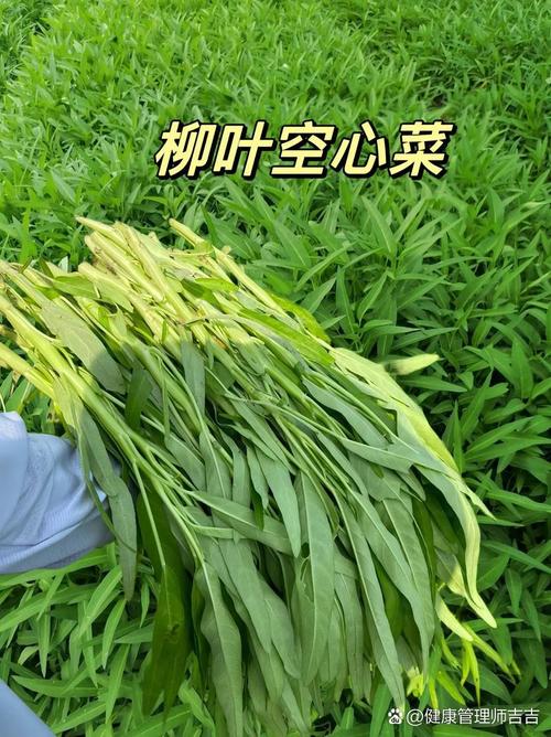 痛风患者能吃空心菜吗