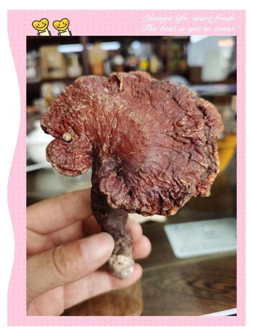 痛风患者可以吃灵芝吗